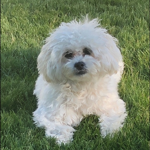 Meet your Posher, Michelle - Picture 1 of 1